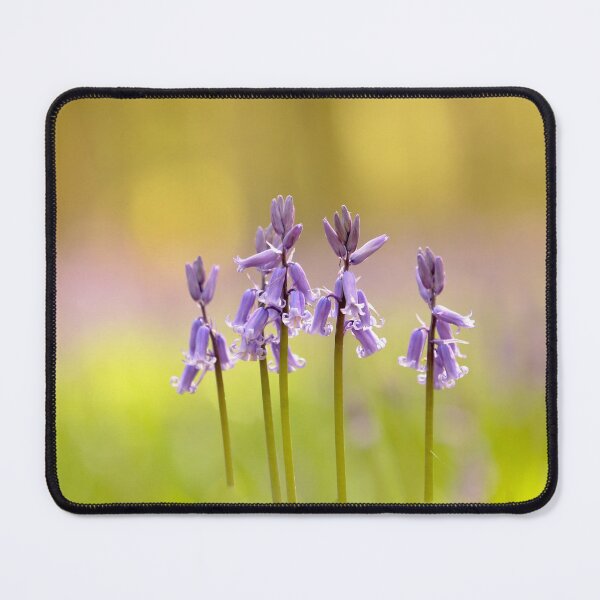 Item preview, Digital Photograph of Five bluebells designed and sold by SimonJohnson1.