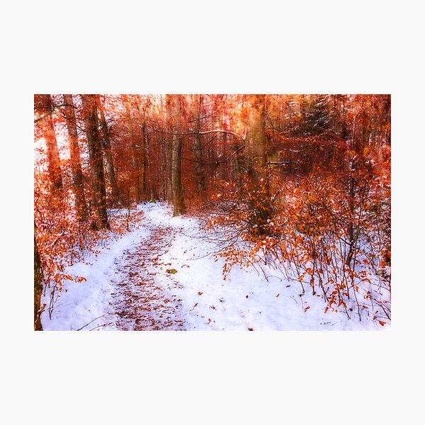 Weg durch den Winterwald Fotodruck