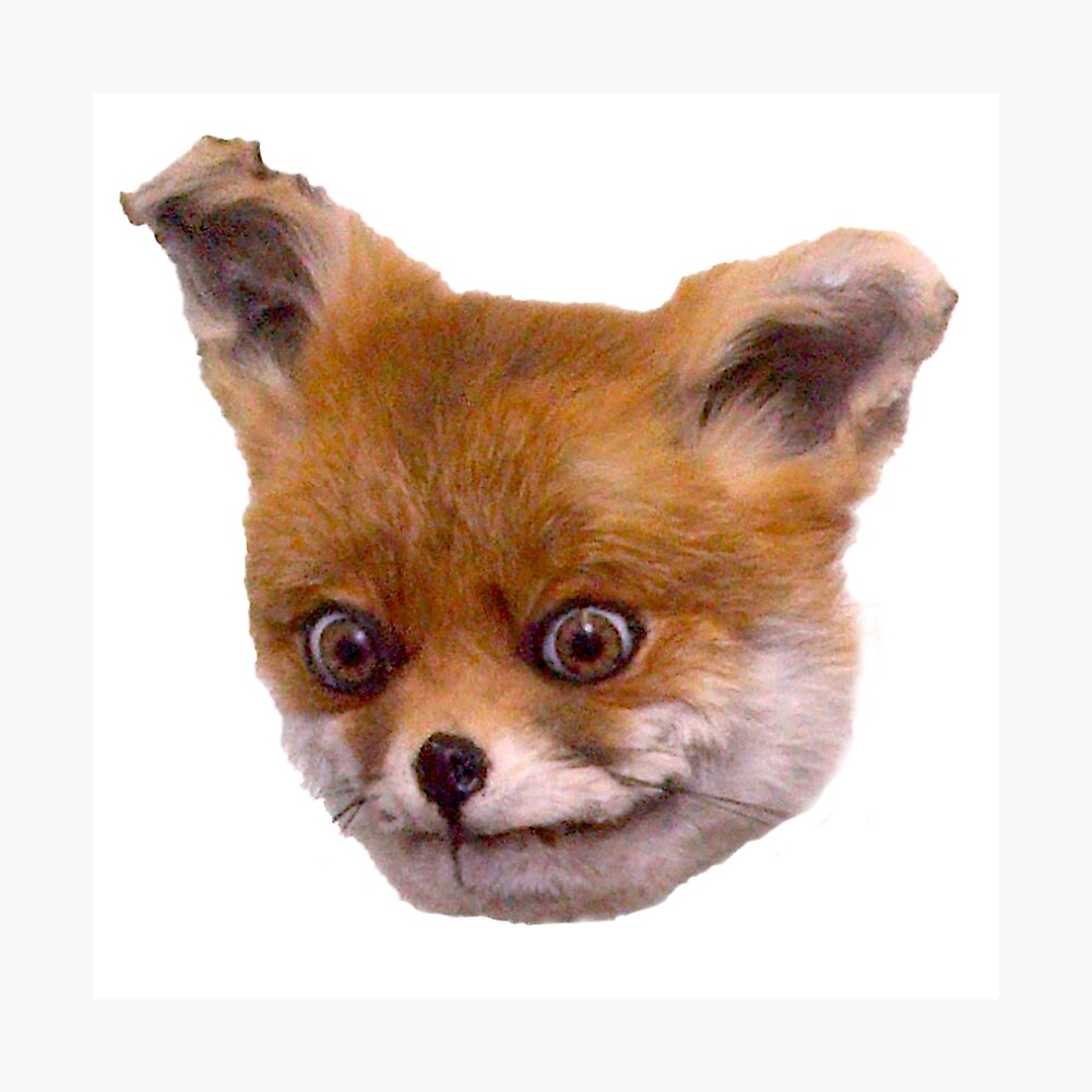 ORIGINAL STONED TAXIDERMY FOX MEME ORIGINAL STONED TAXIDERMY FOX MEME