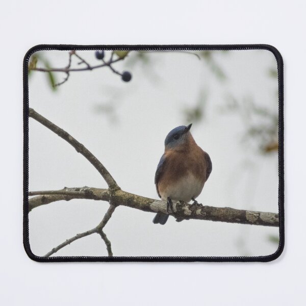 Item preview, Male bluebird designed and sold by KensLensDesigns.