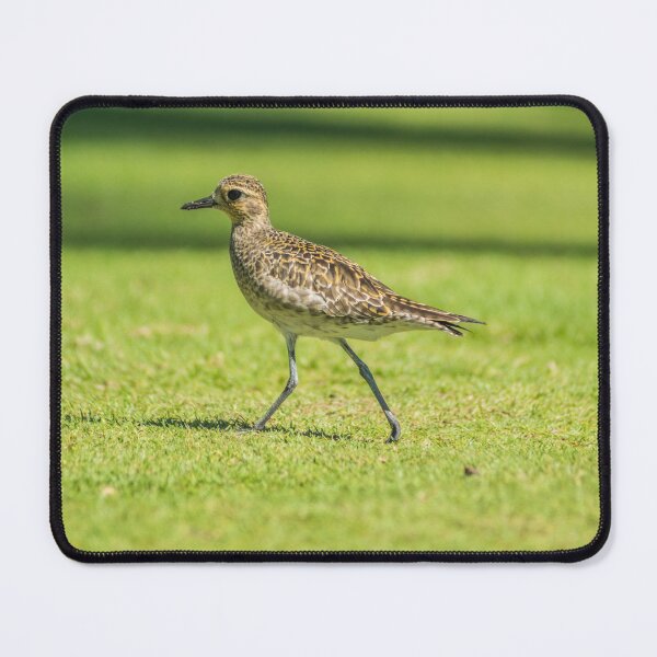 Item preview, Sharp-tailed sandpiper 2 designed and sold by KensLensDesigns.