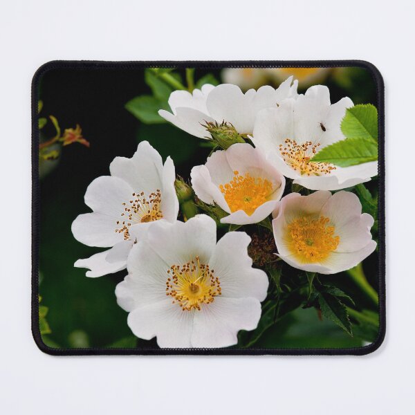 Item preview, English Wild Flowers - Dog Rose designed and sold by Violaman.