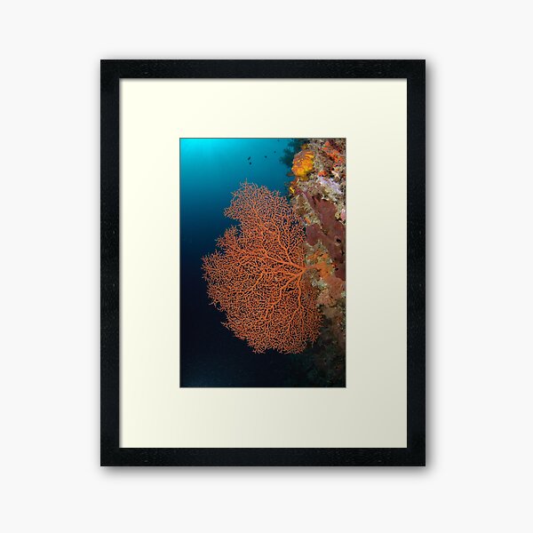 Sea Fan Framed Art Print