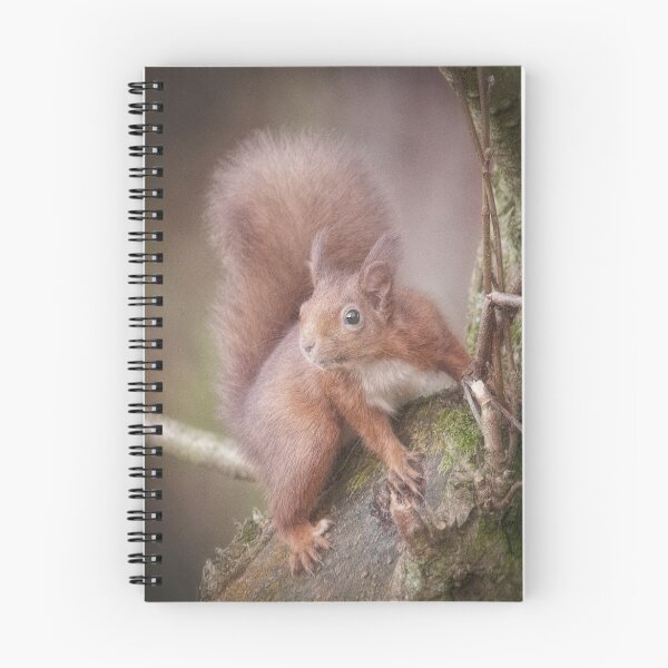 Item preview, Scottish Red Squirrel   designed and sold by nigehutchison.