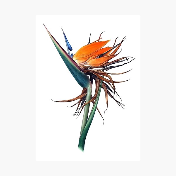 Strelitzia flowers. Photographic Print