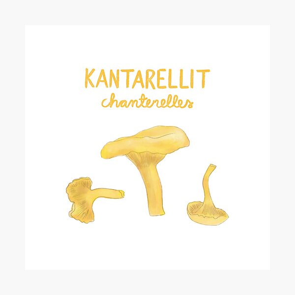 Chanterelles / Kantarellit Photographic Print