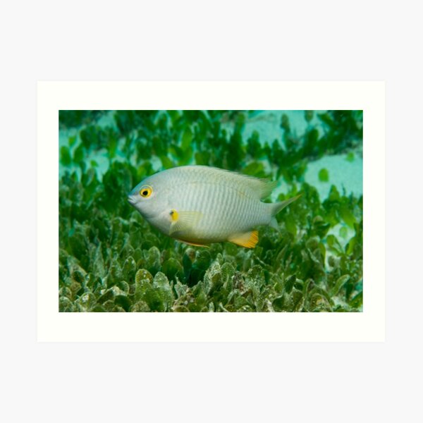 Coral Sea Gregory, Lord Howe Island Art Print