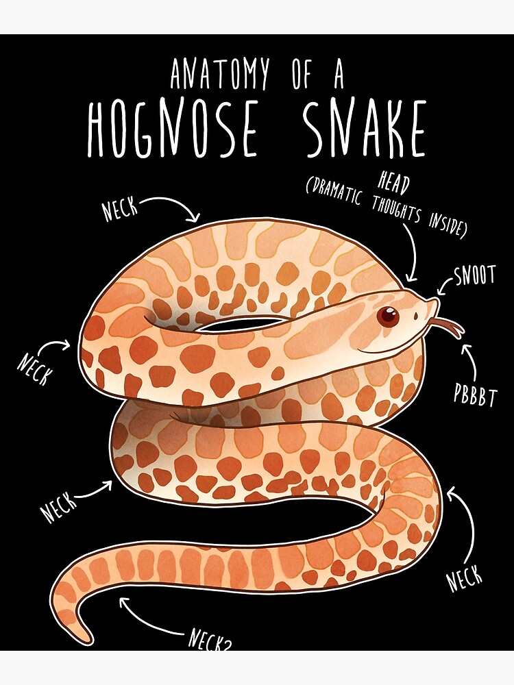Disover Albino Hognose Snake Anatomy Premium Matte Vertical Poster