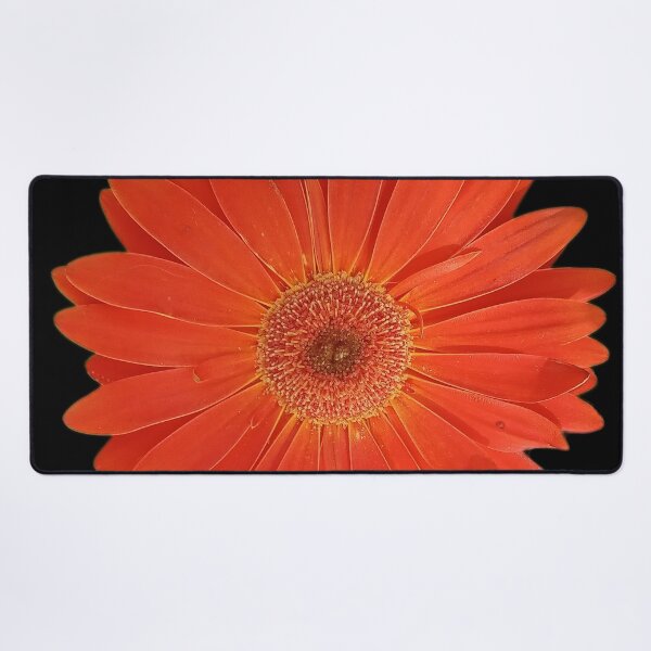 Vibrant Orange Gerbera Daisies in a black background. Vibrant orange flowers Desk Mat