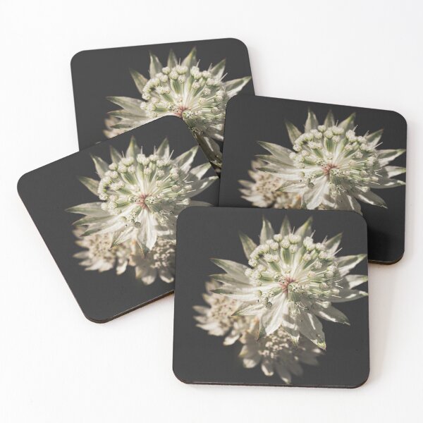 Item preview, Astrantia flower close up photography with black natural background designed and sold by mhailittlearts.
