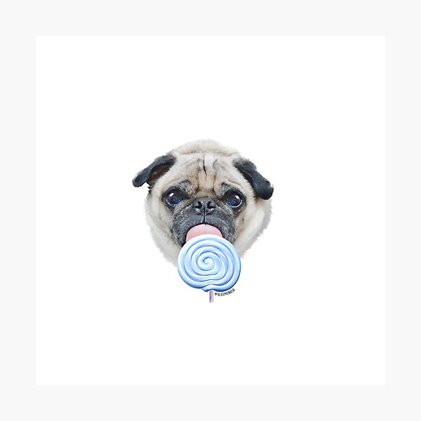 Dog Lollipop by Alice Monber Photographic Print