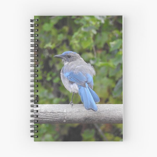Item preview, Western scrub-jay, birds, wildlife gifts designed and sold by Sandra O'Toole.
