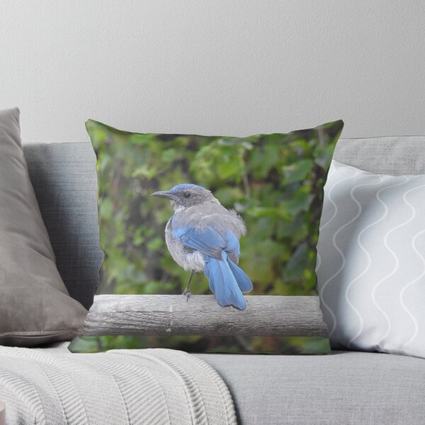 Item preview, Western scrub-jay, birds, wildlife gifts designed and sold by Sandra O'Toole.