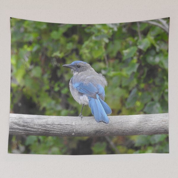 Item preview, Western scrub-jay, birds, wildlife gifts designed and sold by Sandra O'Toole.