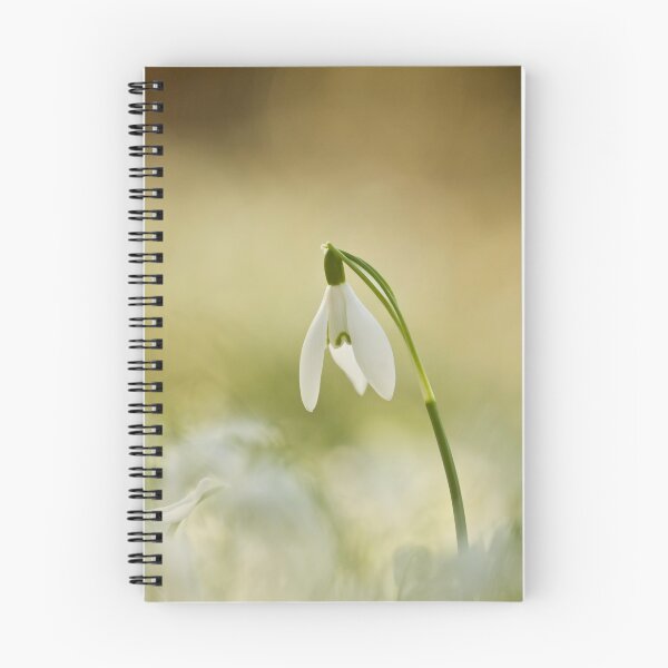 Aperçu de l'œuvre Photographie numérique de perce-neige ensoleillé créée et vendue par SimonJohnson1.