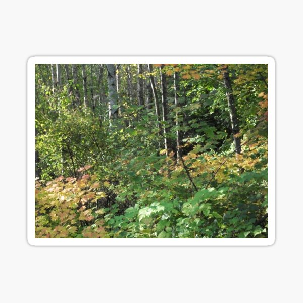 Calico Forest Sticker