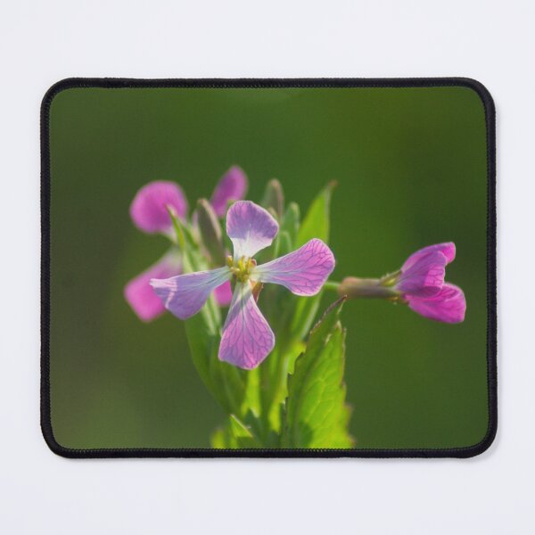 Item preview, elb radish designed and sold by pcfyi.