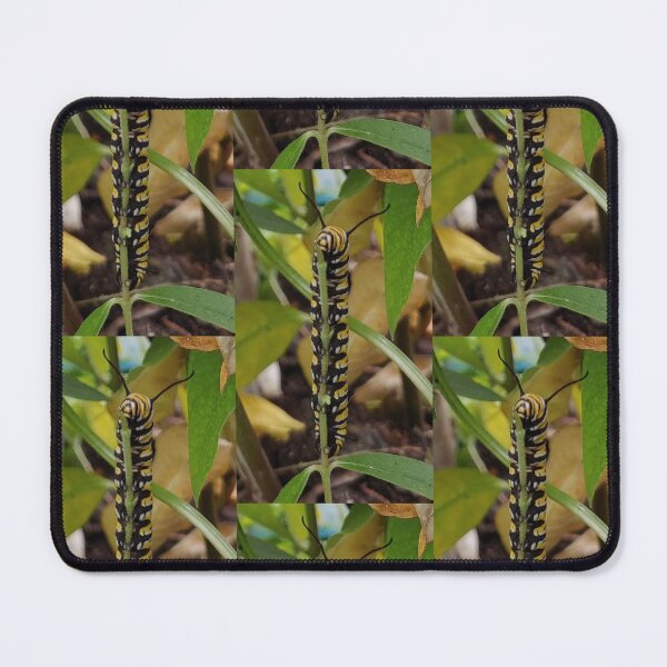 Item preview, Monarch Catapillar Munching designed and sold by Cagedheart15.