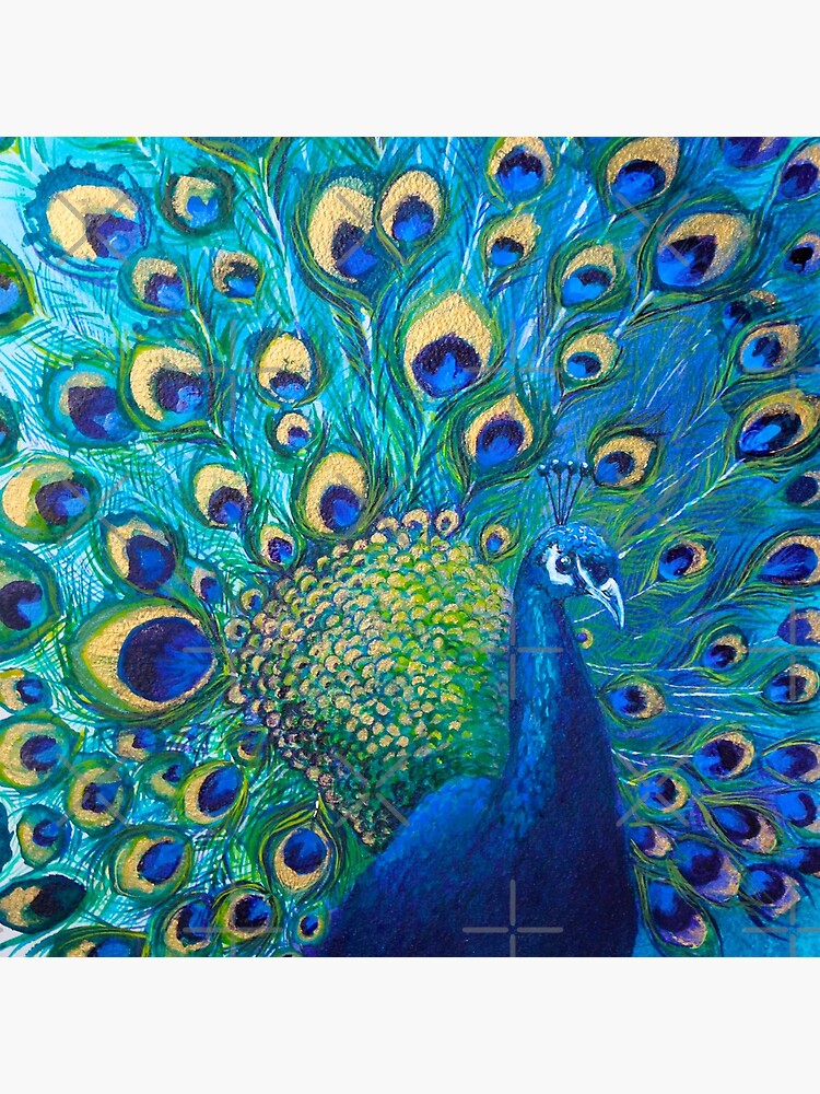 Full Glory Peacock by nicolamorgan