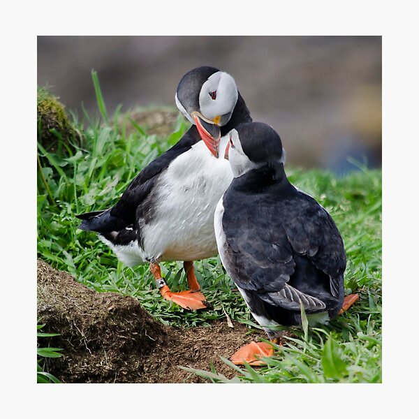 Item preview, Puffins on Lunga designed and sold by Karen Miller.
