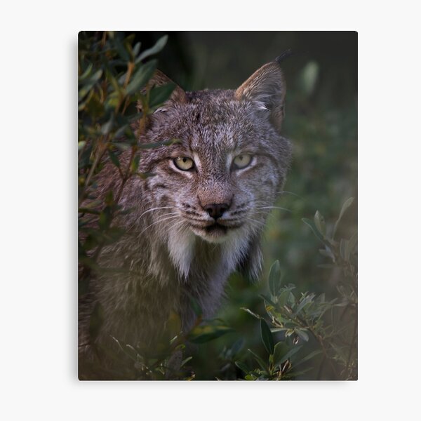 Canadian Lynx Metal Print