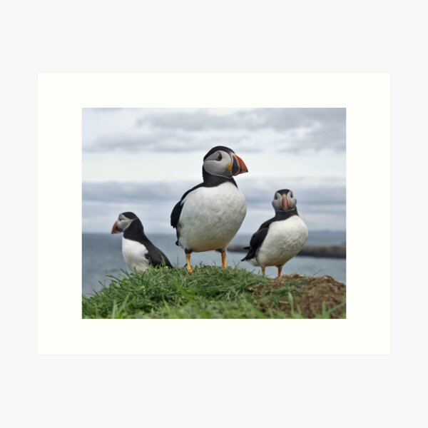 Item preview, Puffins on lunga designed and sold by Karen Miller.