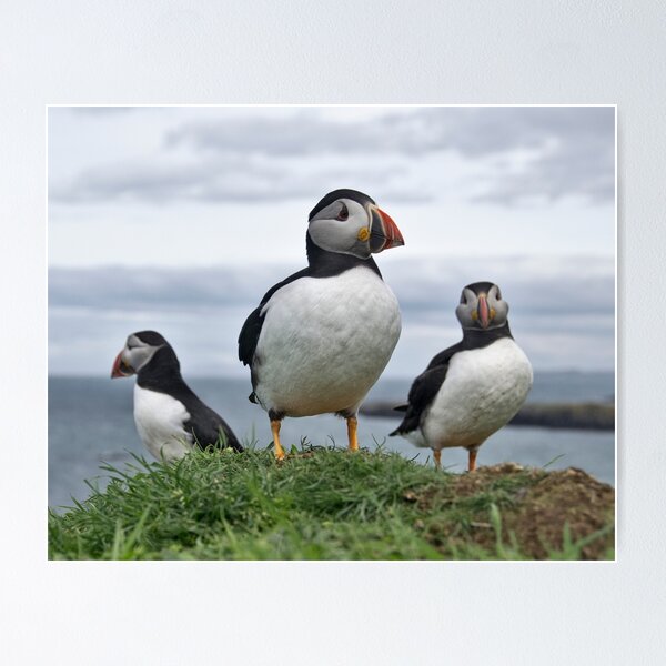 Item preview, Puffins on lunga designed and sold by Karen Miller.