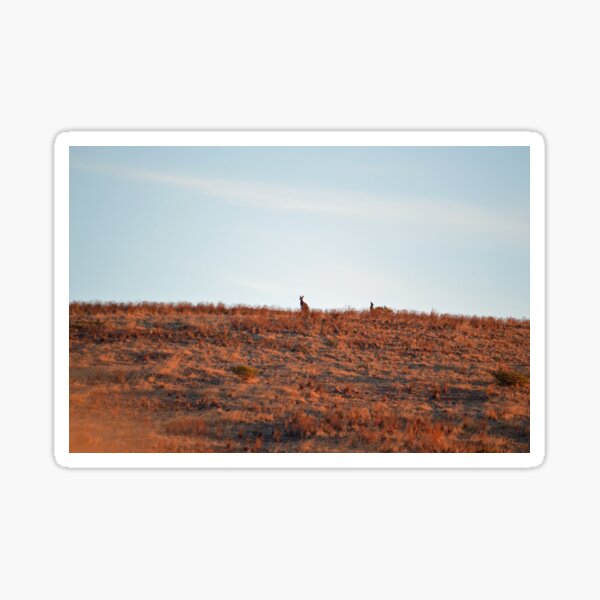 Kangaroo Sunset at Carrickalinga Sticker