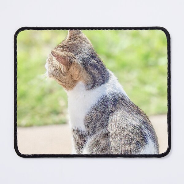 Item preview, Cat Under Sunshine in Exuma, Bahamas designed and sold by ywphotos.