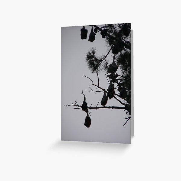 Untitled Greeting Card