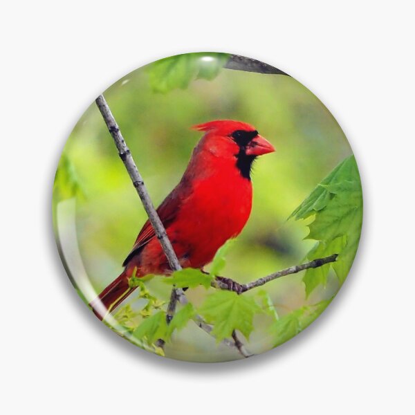 Item preview, Northern Red Cardinal Sitting In A Tree designed and sold by BackyardBirder.