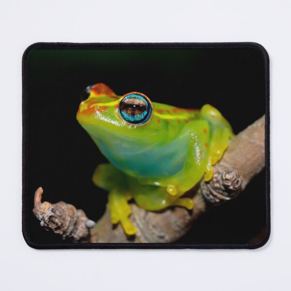 Item preview, Madagascar Bright-Eyed Frog designed and sold by ReptileAmphibia.