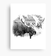 Bull Moose. Wildlife Moose. Moose Antlers. Canadian Moose. Alaskan Moose. Canvas Print