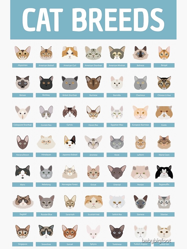 Cat Breed Chart With Pictures sites.unimi.it