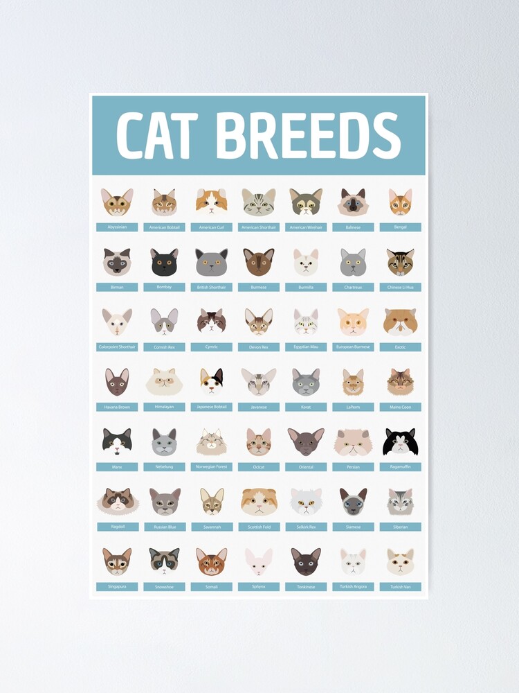 Poster Races De Chats Par Babybigfoot Redbubble