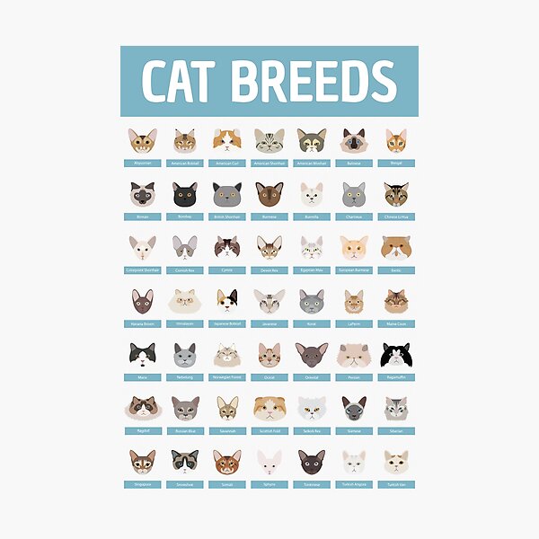 Vista previa del artículo con la obra «Razas de gatos», diseñado y vendido por babybigfoot.