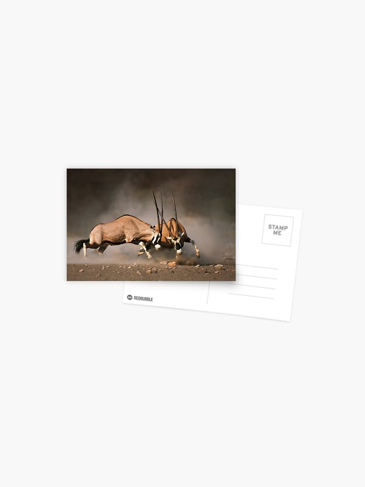 Gemsbok Fight Postcard By Johanswanepoel Redbubble