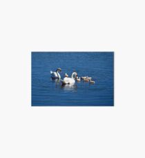 Schwan Familie Galeriedruck
