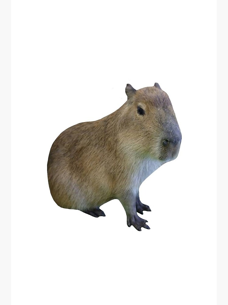 Capybara png images