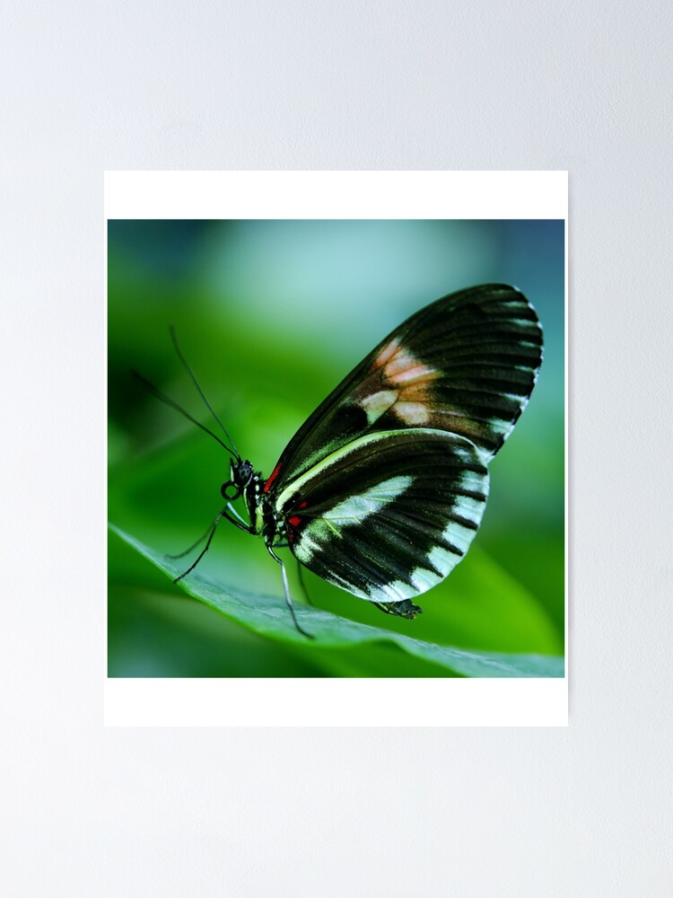 "Purple butterfly Aesthetic Butterflies Emoji Blue Pink Purple " Poster