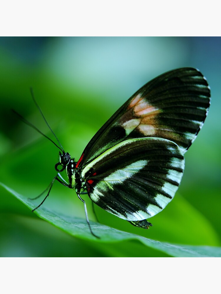 "Purple butterfly Aesthetic Butterflies Emoji Blue Pink Purple