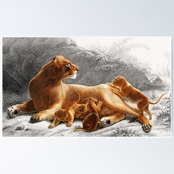 Lioness and Cub Vintage UK 2024 Import Poster 24 x 36