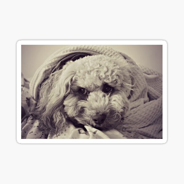 Item preview, Snug as a dog in a rug designed and sold by Karen Tregoning.