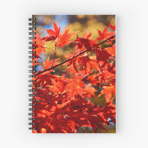 Item preview, Maple Leaves in the Autumn Sun designed and sold by richardbryce.