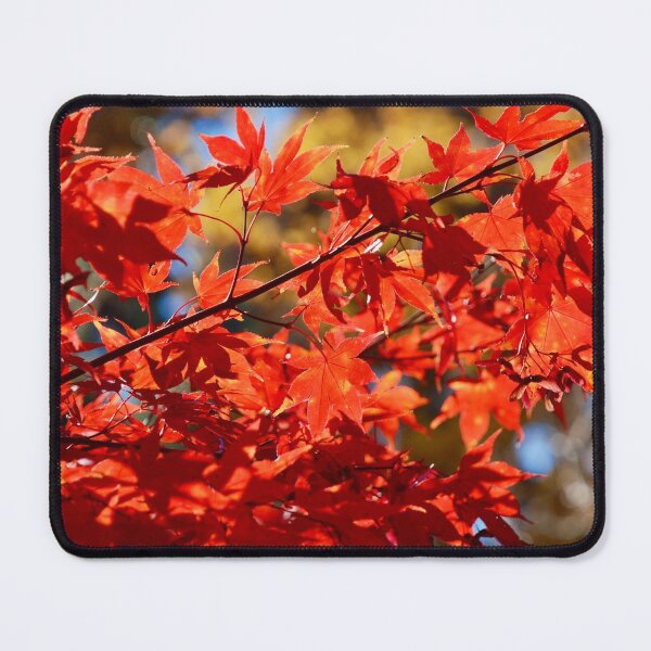 Item preview, Maple Leaves in the Autumn Sun designed and sold by richardbryce.