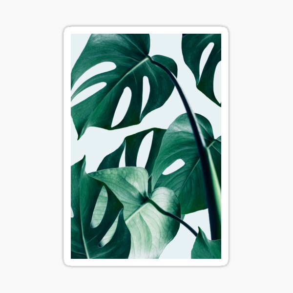 Aperçu de l'œuvre Monstera #redbubble #artprints créée et vendue par 83oranges.