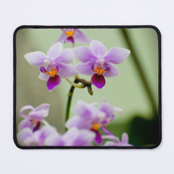 Item preview, Purple Moth Orchid designed and sold by Michael Cummings.