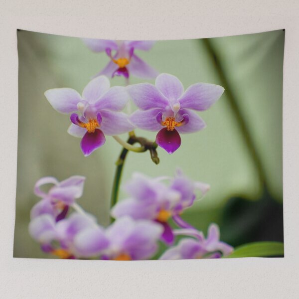 Item preview, Purple Moth Orchid designed and sold by Michael Cummings.