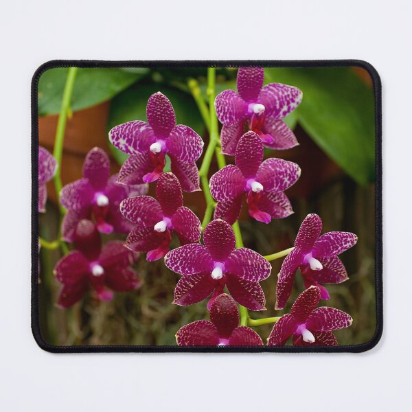 Item preview, Purple Moth Orchid designed and sold by Michael Cummings.