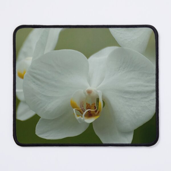 Item preview, White Moth Orchid designed and sold by Michael Cummings.